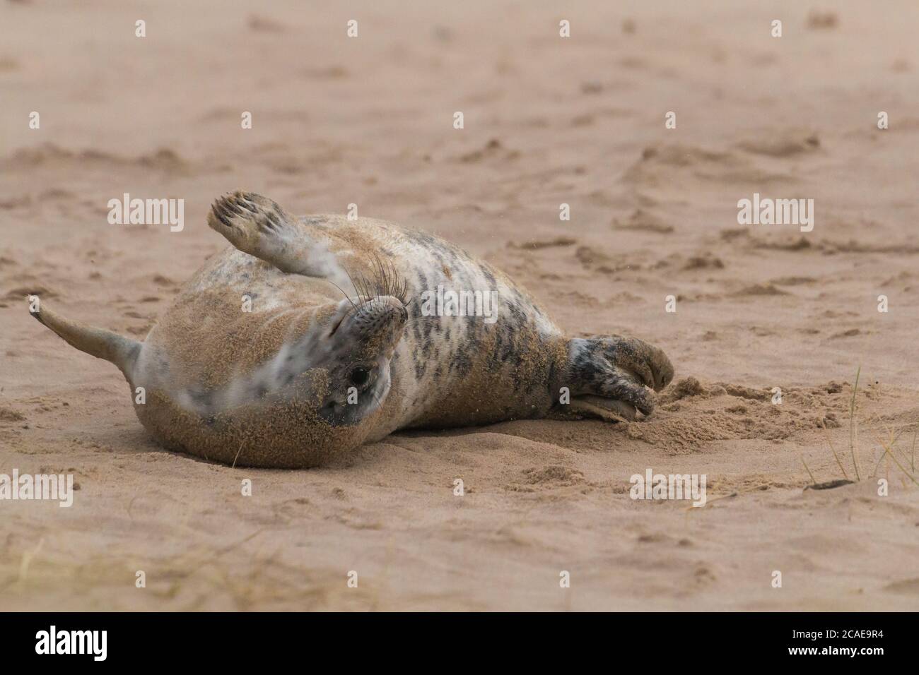 The grey seal (Halichoerus grypus) pup rolls around for fun on the wintery Norfolk beach Stock Photo