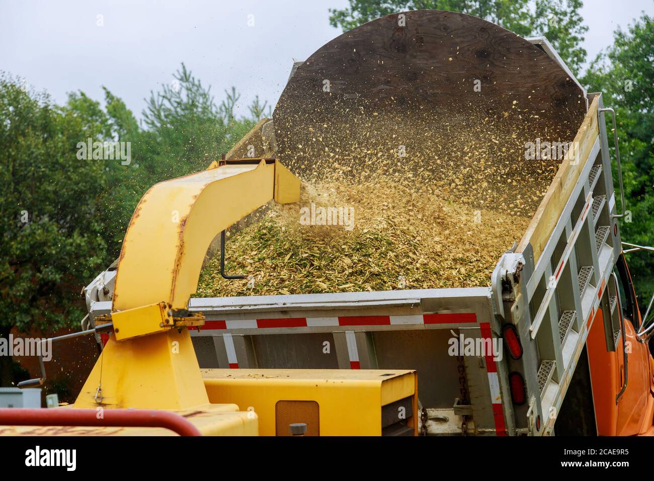 Wood chipper blowing tree branches cut a portable machine to the back of a truck after an unexpected hurricane storm Stock Photo