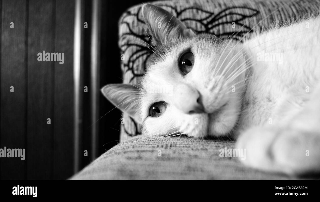 Grayscale shot of an adorable cat lying on the couch Stock Photo - Alamy