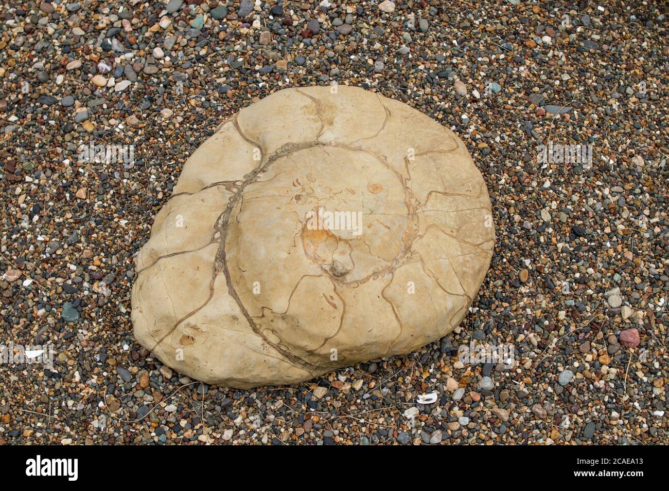 Ammonites are one of the ancient fossils. These are cephalopods that wore round shells. Stock Photo