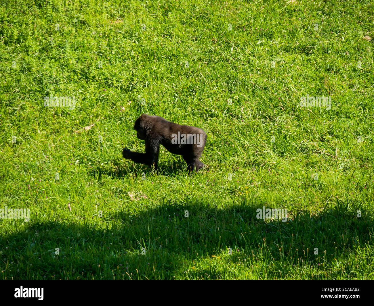 Small black gorilla running in a bright green field at a zoo Stock