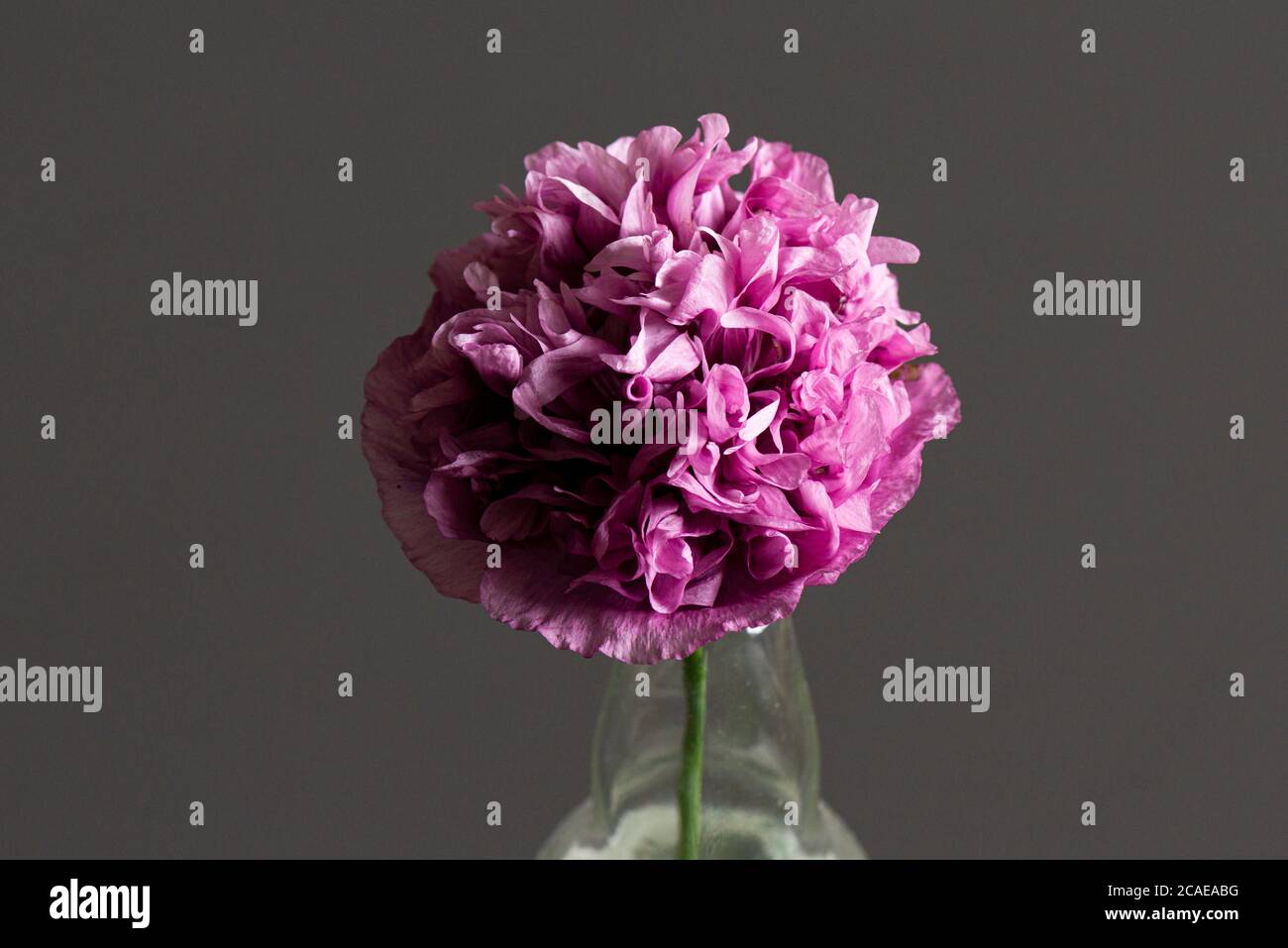 A pink Poppy Tallulah Belle Blush flower in a vase Stock Photo Alamy