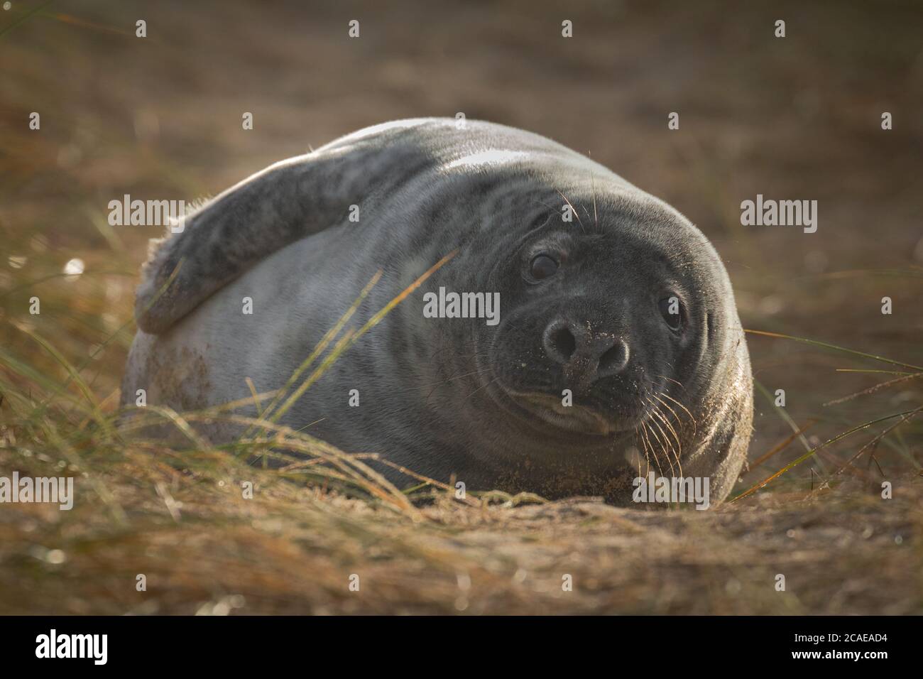 The grey seal pup l(Halichoerus grypus) ooks along the dune at Horsey it is playing in Stock Photo