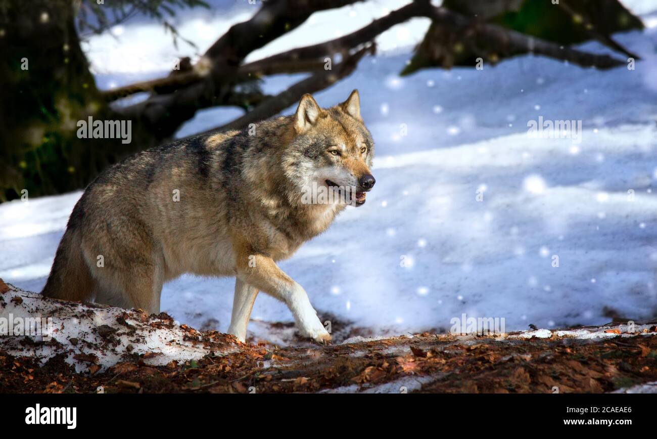 A lone Timber wolf or Grey Wolf Canis lupus walking in the falling winter snow Bayerischer Wald. Stock Photo