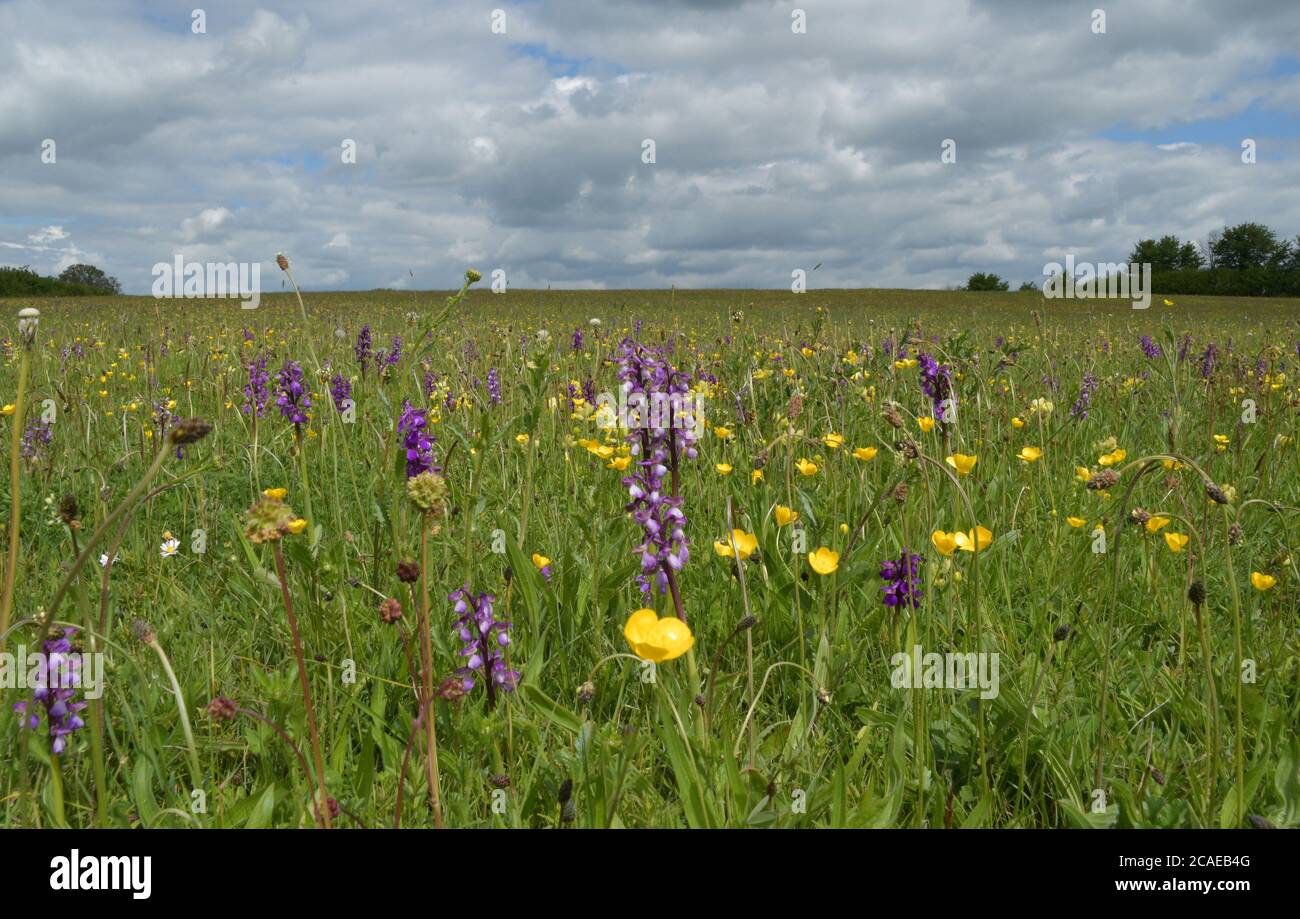 Wildflower meadow in spring with meadow buttercups 'Ranuculus acris' and green-winged orchids'orchis morio' in good numbers.This meadow in Somerset be Stock Photo