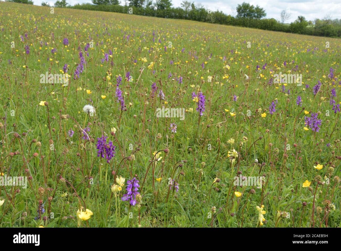 Wildflower meadow in spring with cowslips'primula varis' and green-winged orchids'orchis morio' in good numbers.This meadow in Somerset being a rare s Stock Photo