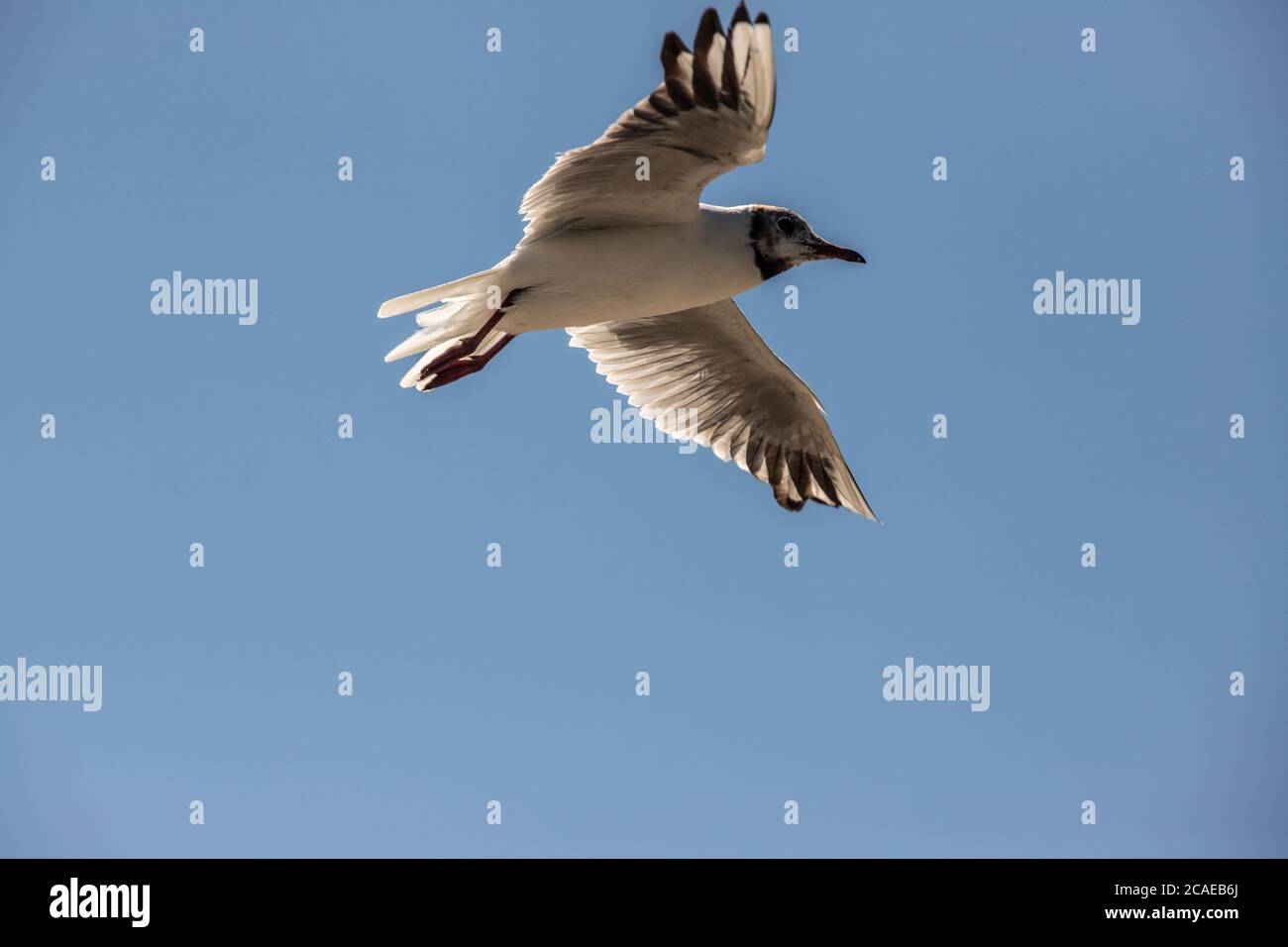 flying seagull in blue sky Stock Photo
