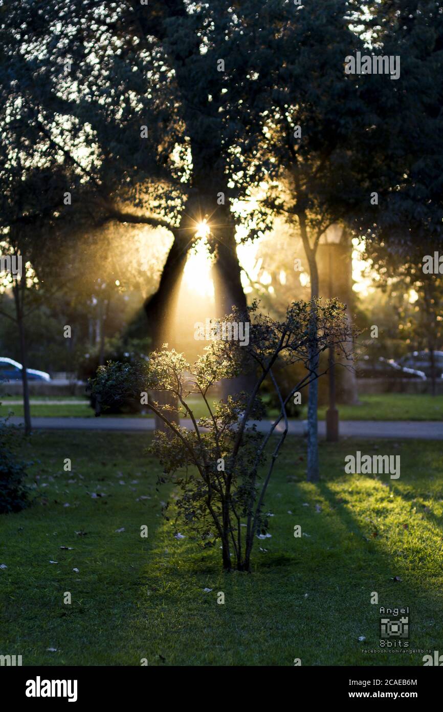 Beautiful shot of a sun shine through silhouettes of trees in a park ...