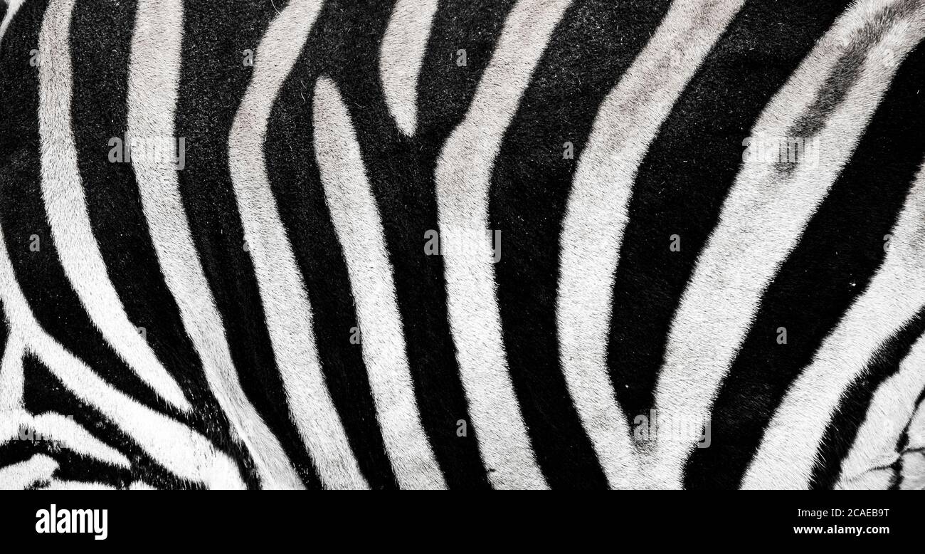 background which the structure of hide of zebra is represented on, the best photo Stock Photo