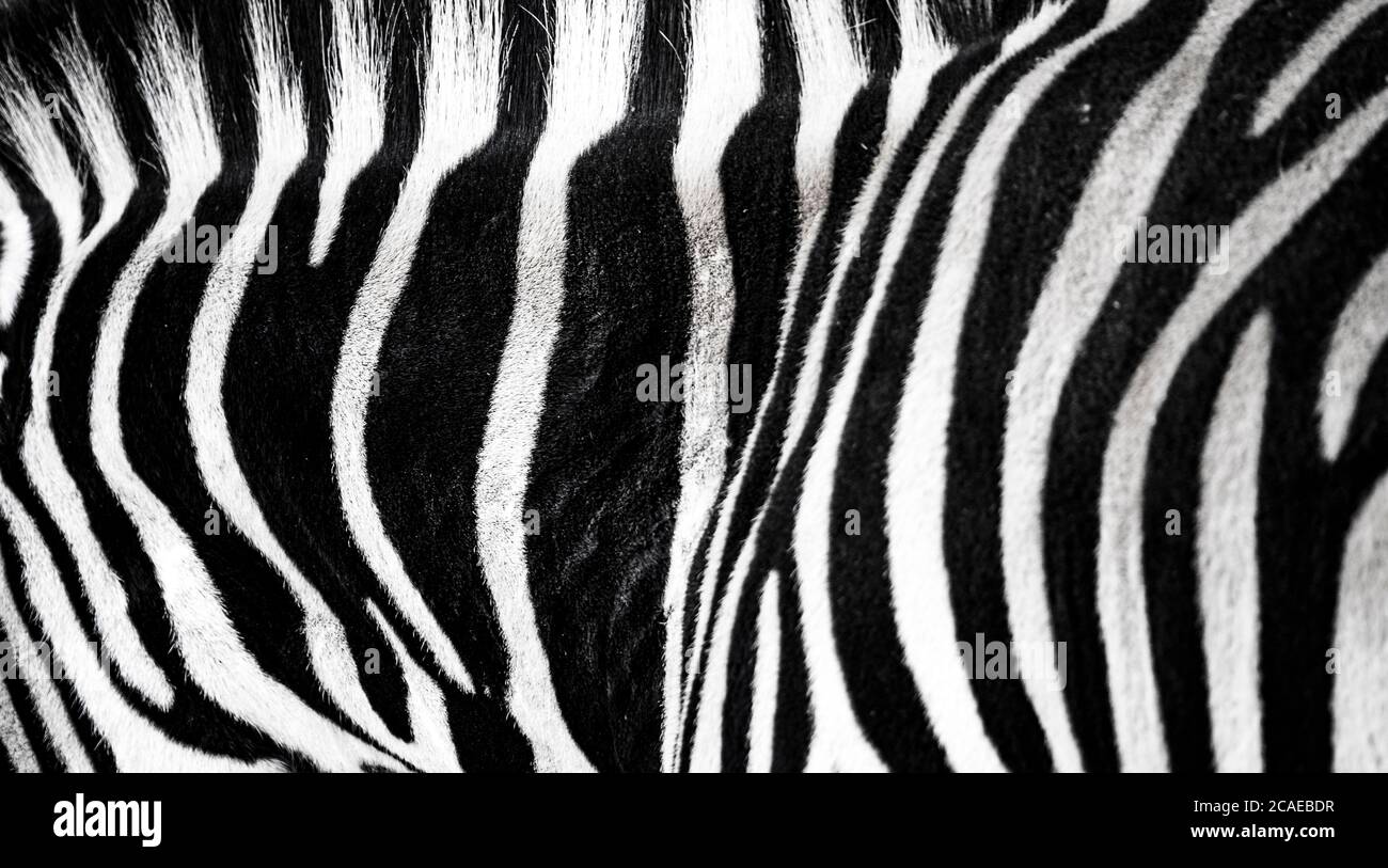 background which the structure of hide of zebra is represented on, the best photo Stock Photo