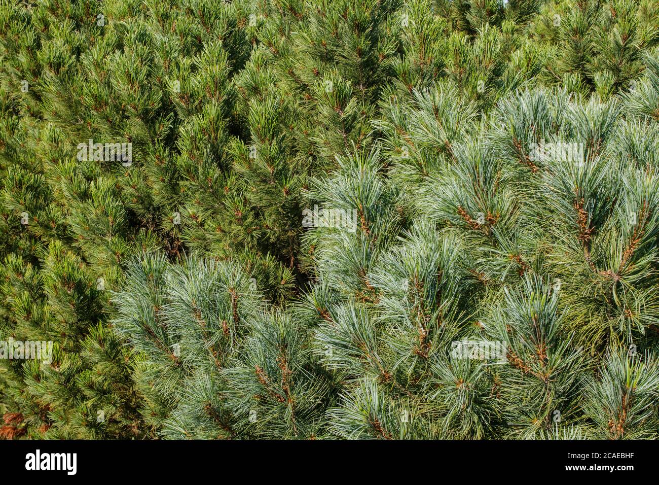 Texture of twigs and needles of two varieties of coniferous trees. Stock Photo