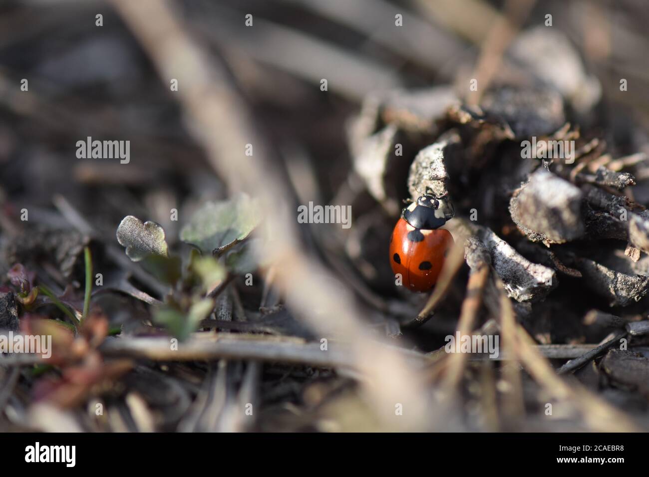 lady bug on a pine tree cone Stock Photo