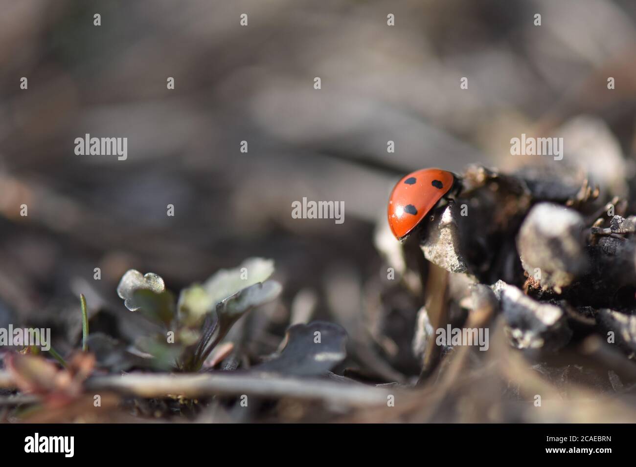 lady bug on a pine tree cone Stock Photo