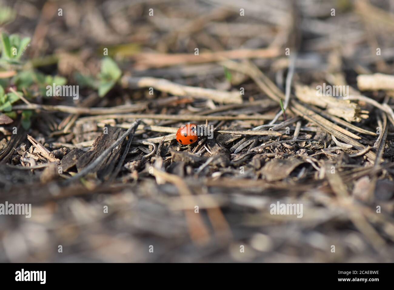 lady bug on a pine tree cone Stock Photo