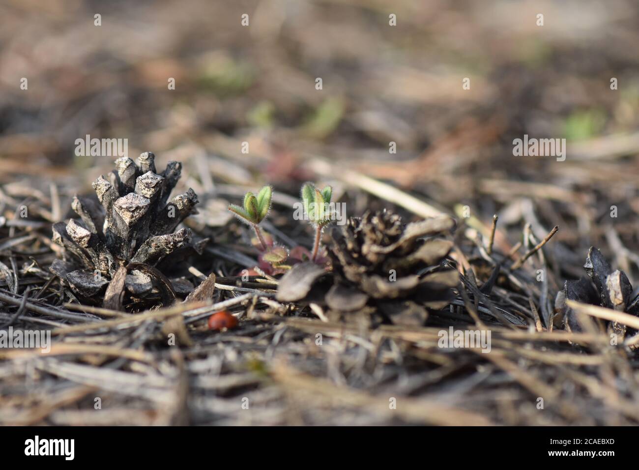 lady bug on a pine tree cone Stock Photo