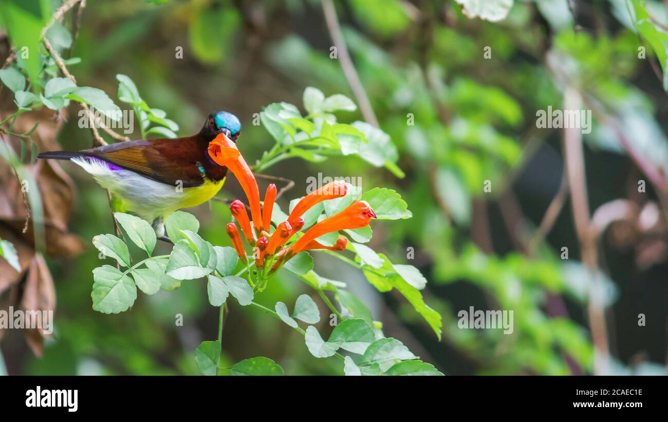 Purple Rumped sunbird drinking nectar from flowers Stock Photo Alamy