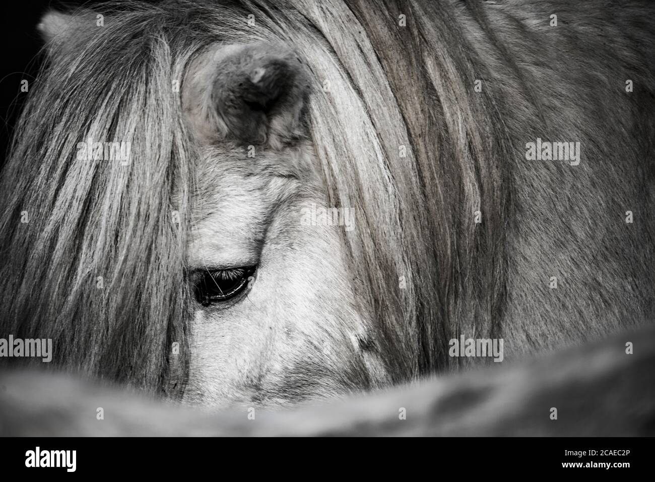 background which the structure of hide of pony horse is represented on, the best photo Stock Photo