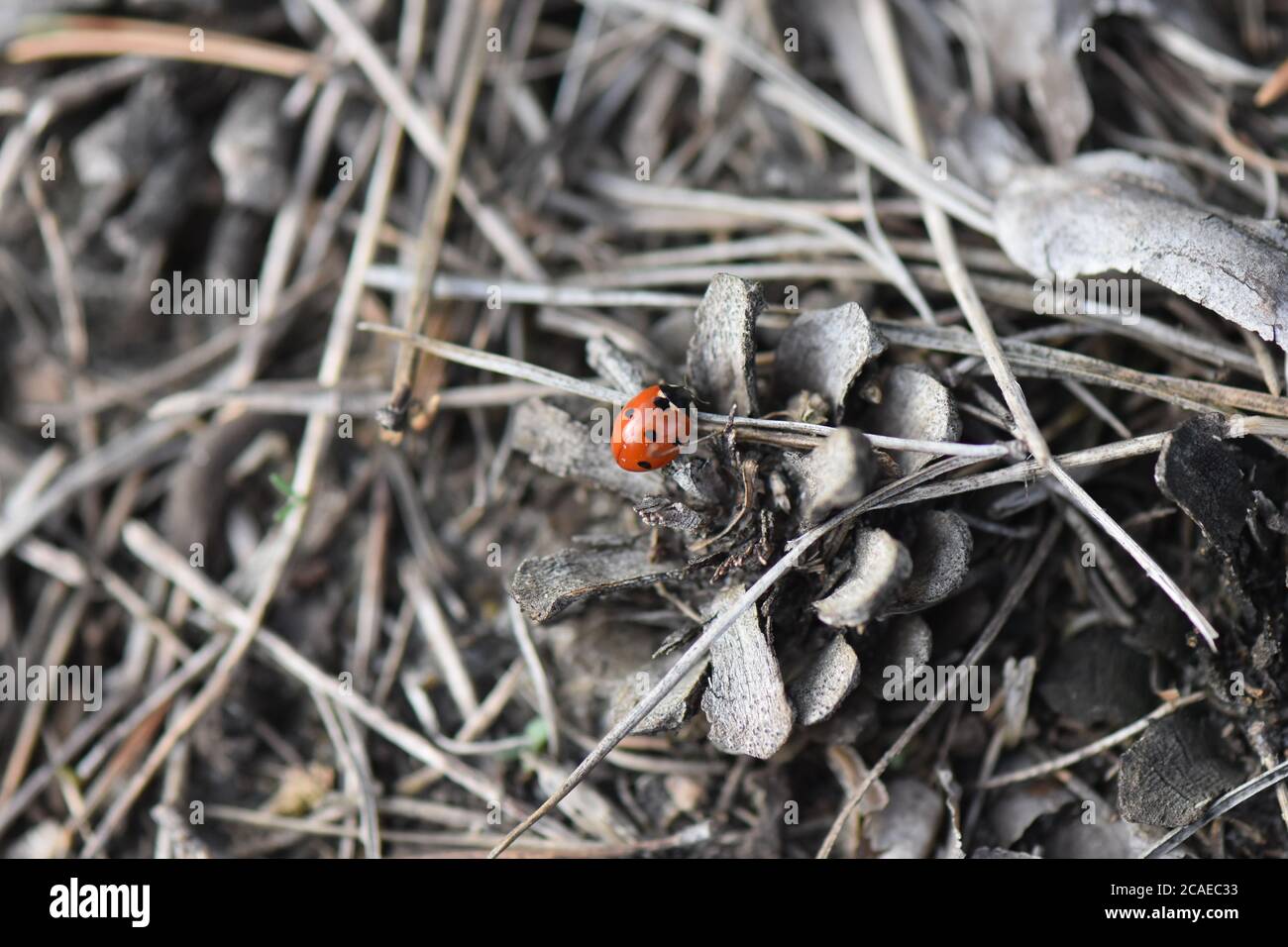 lady bug on a pine tree cone Stock Photo