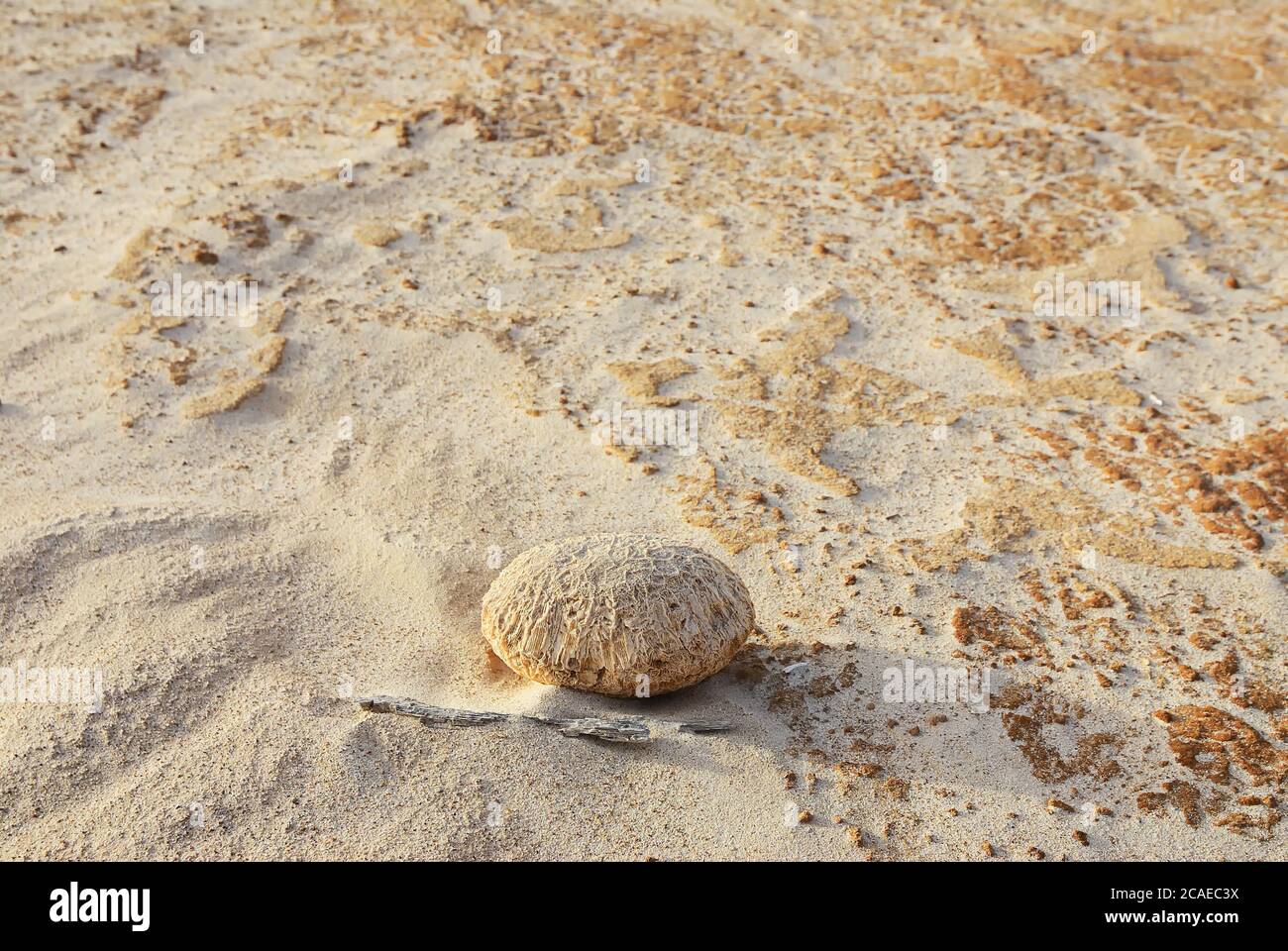Shell rock pebble on the beach. Aomak beach at sunset, Socotra island, Yemen. The protected area of Aomak beach, Gulf of Aden, Arabian Sea, center of Stock Photo
