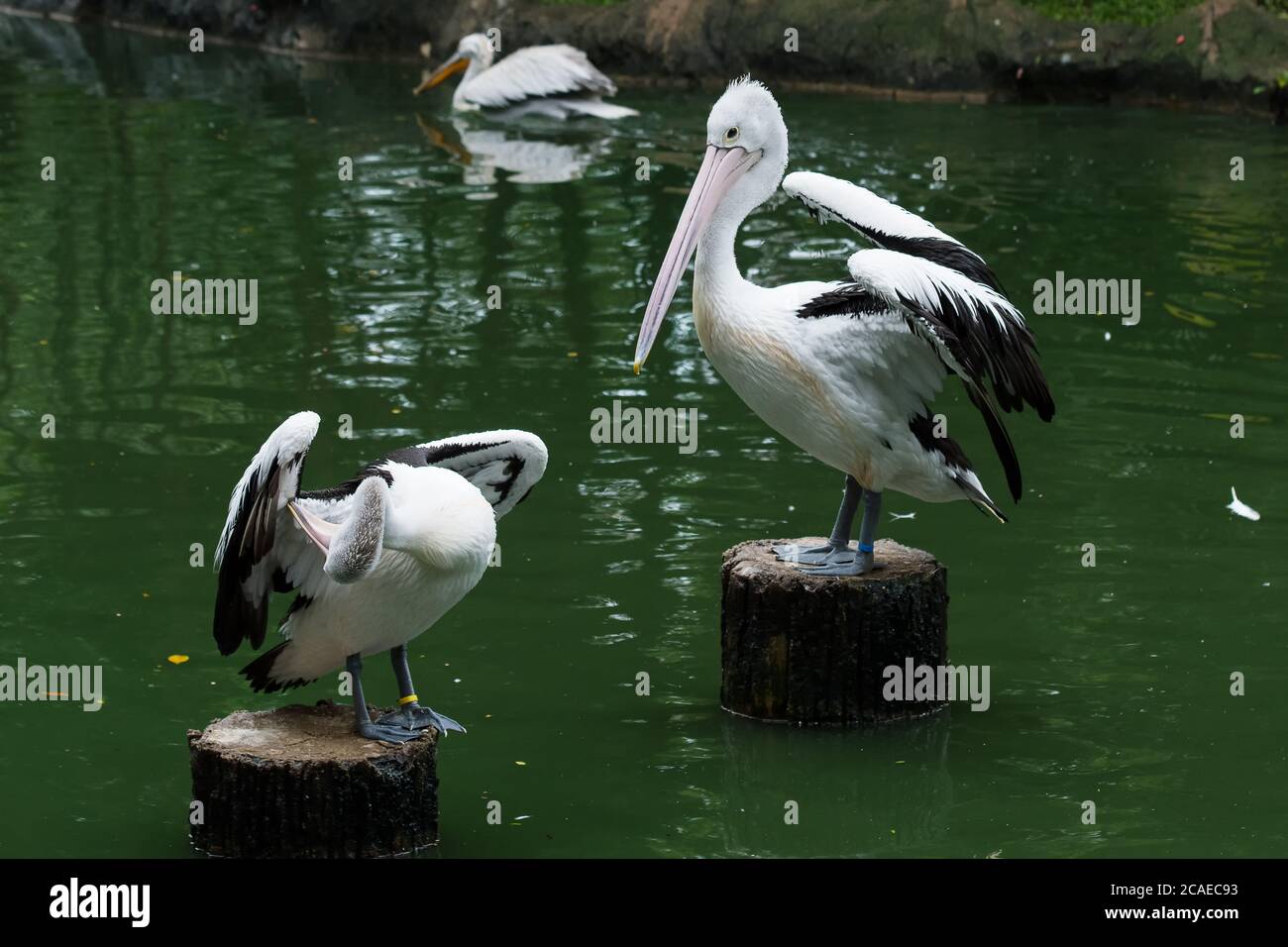 Australian Pelican (pelecanus conspicillatus) standing on a log of wood on green river water Stock Photo
