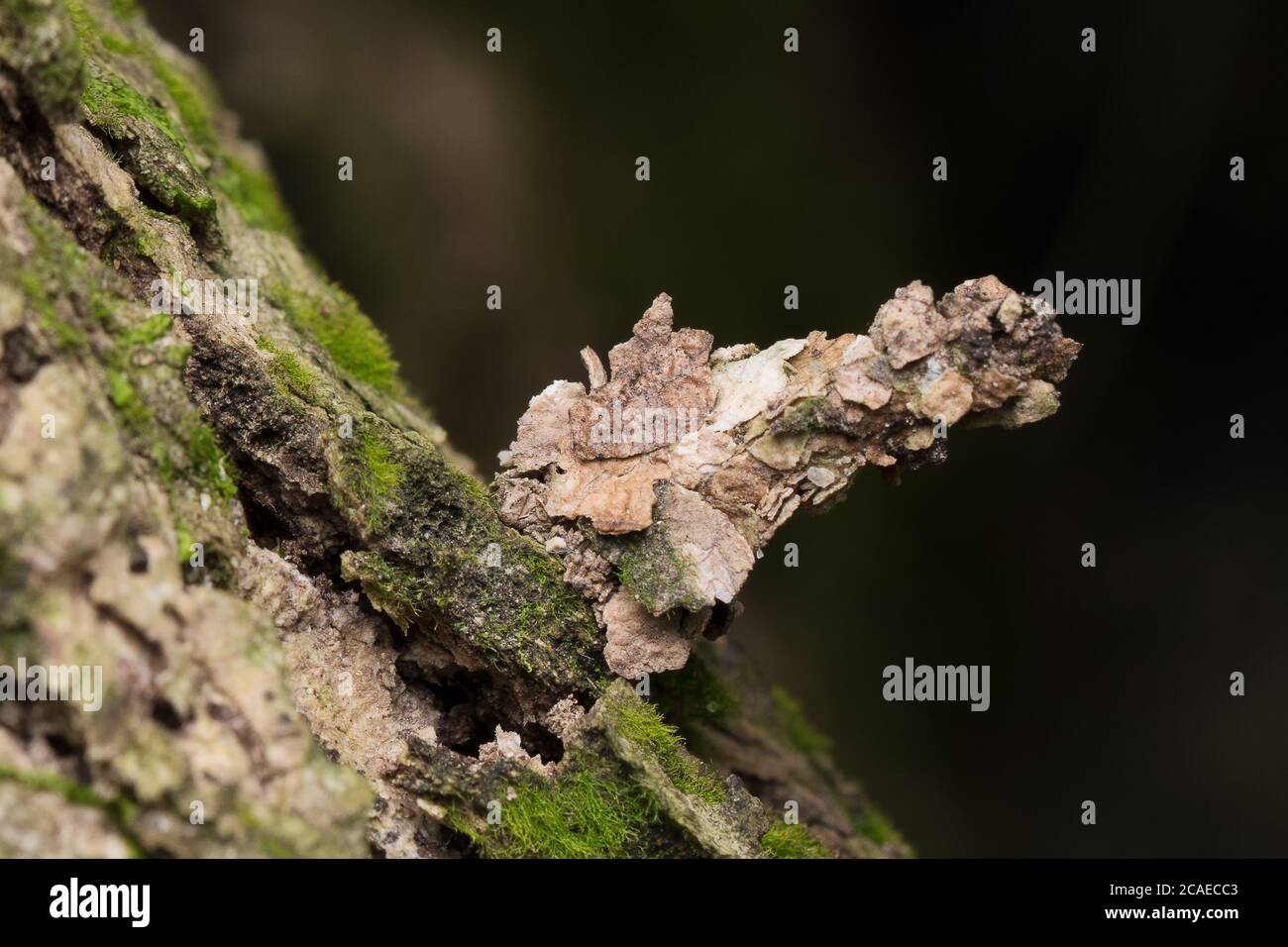 Fully Camouflaged bagworm moth caterpillar (Psychidae) on bark of tree Stock Photo