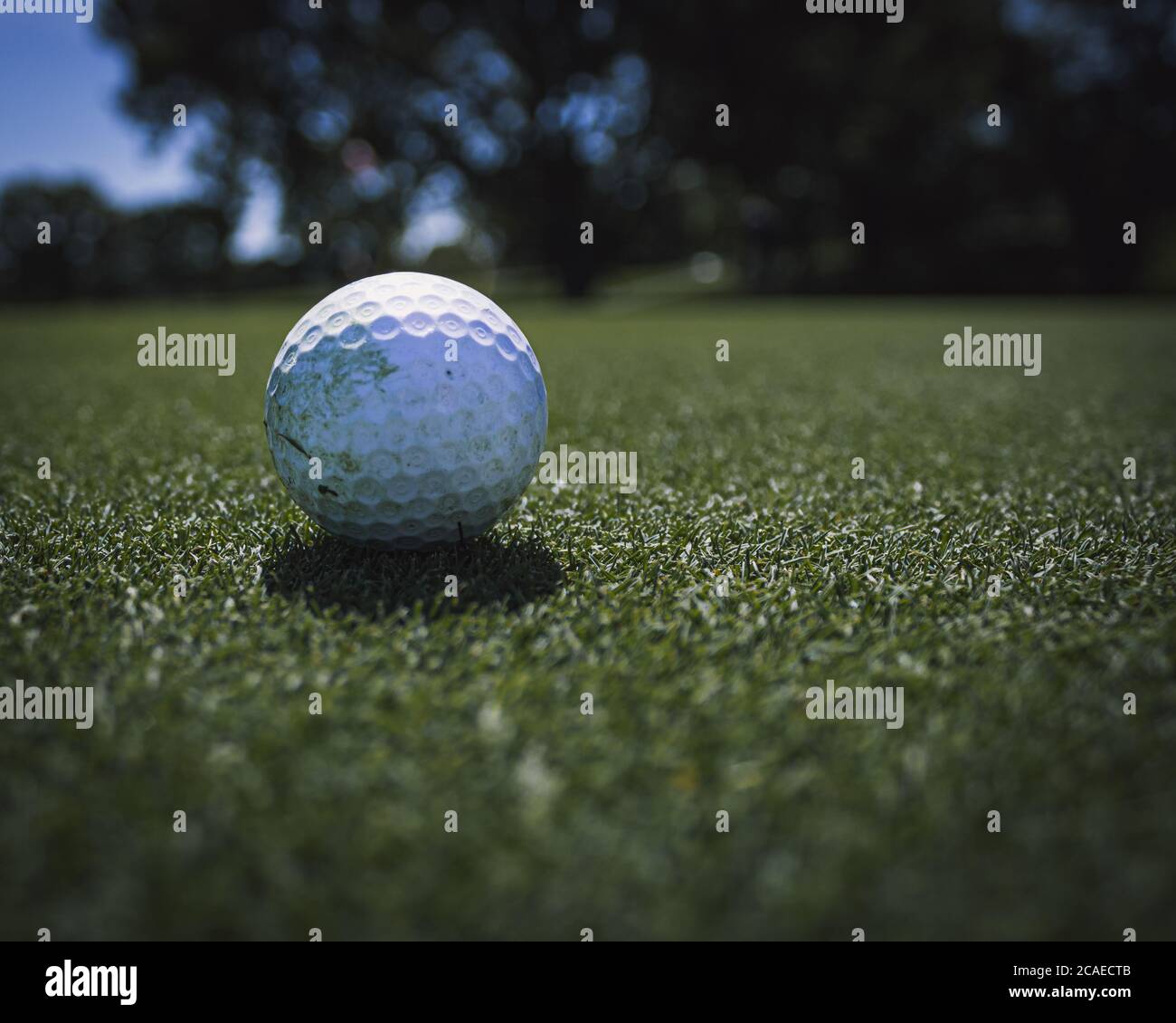 Close up of a golf ball on a nicely watered green in the middle of play