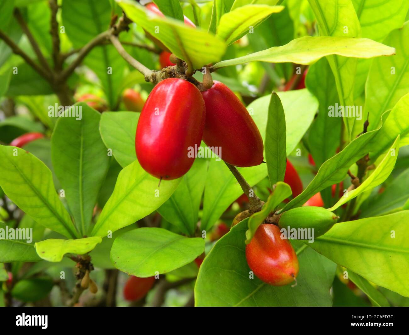 Closeup shot of red Miracle fruit on a branch in a garden on a sunny afternoon Stock Photo