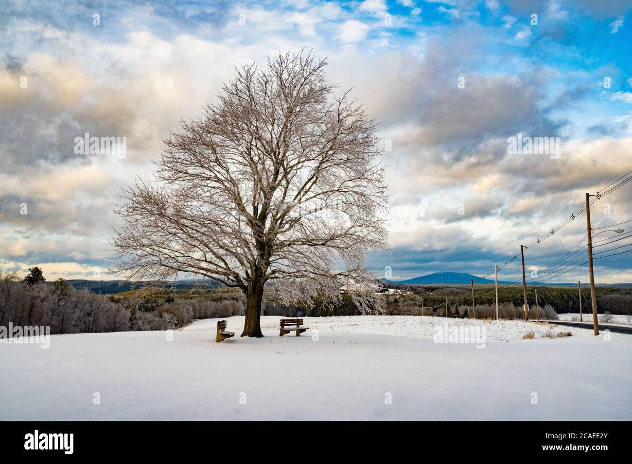 A crimson king maple tree in a field in the winter Stock Photo