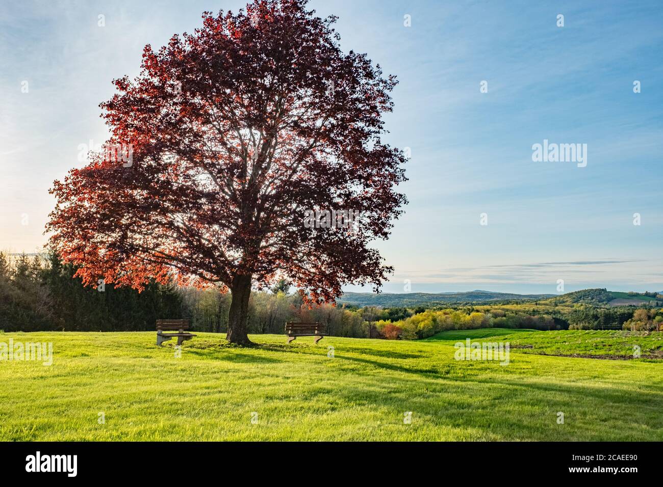 A Cimson King Maple Tree at the old Fernald School in Templeton, Massachusetts Stock Photo