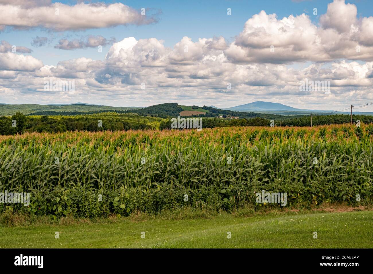 A corn field in Templeton, Massachusetts, with Mt Monadnock in the distance. Stock Photo