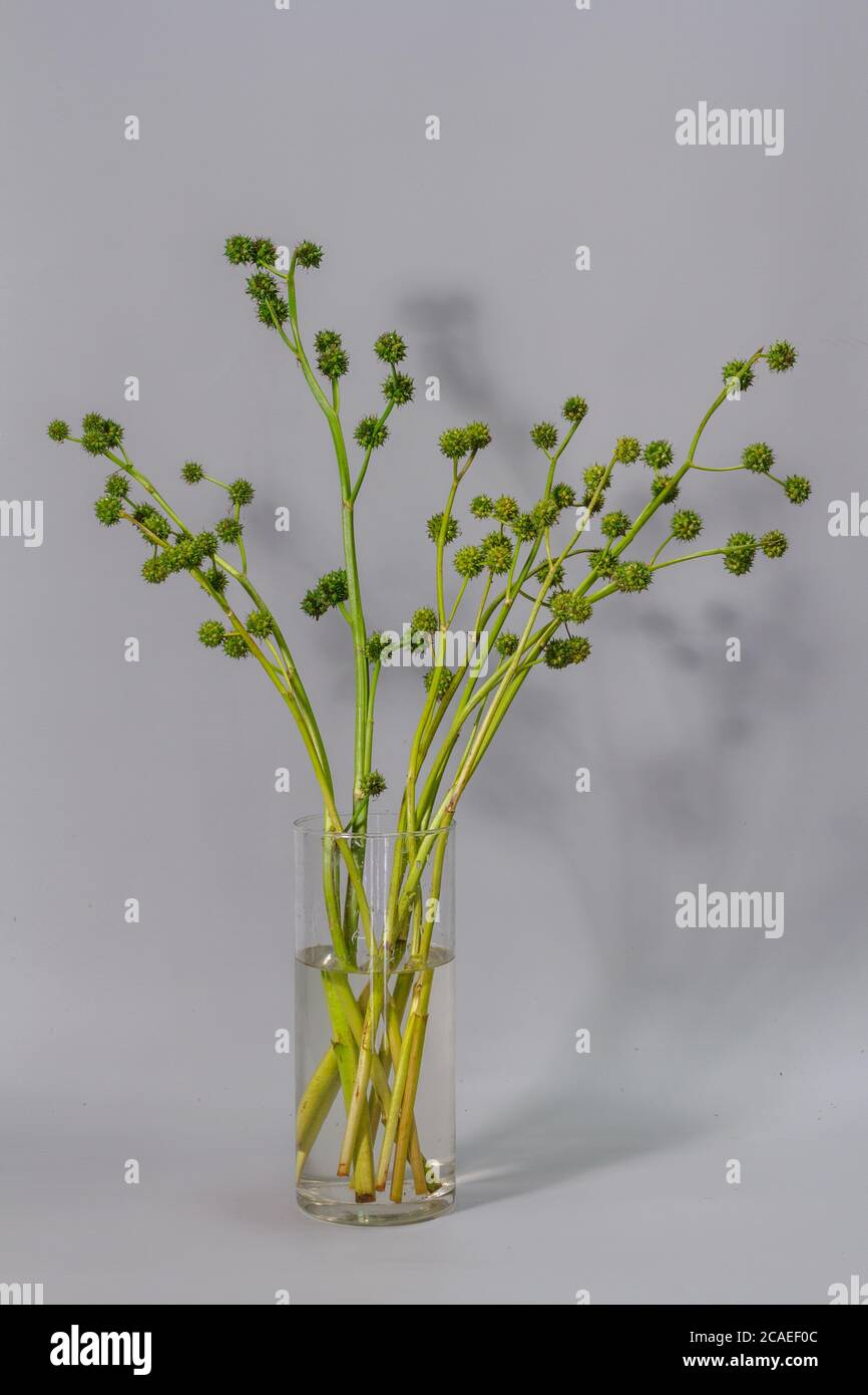Bouquet of green european bur reed or Sparganium emersum in glass vase on gray background, natural bouquet in minimalistic interior, selective focus Stock Photo