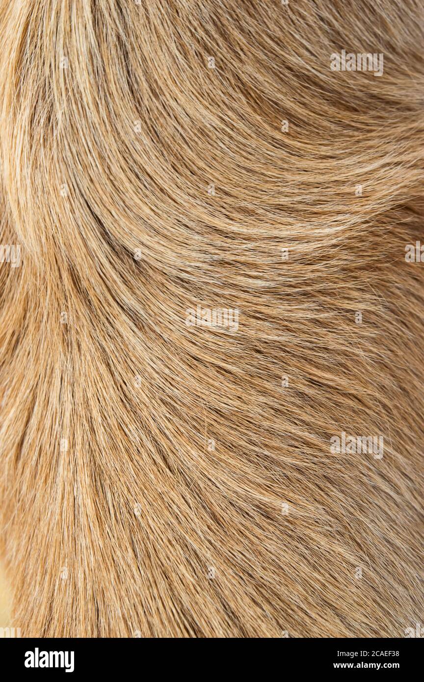 Closeup photo of Straight, rough, curly, golden dog hairs Stock Photo