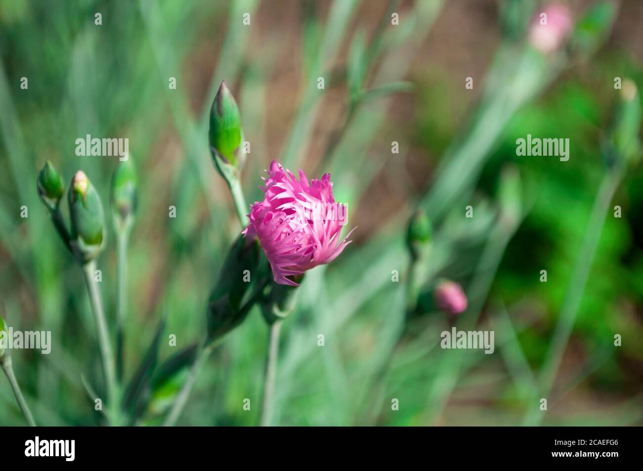 Small bright half open pink carnation bud and green buds in the center on a blurred background. Floral background. One flower on a background of green Stock Photo