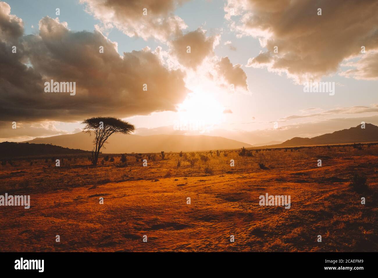 Africa safari animals sunset hi-res stock photography and images - Alamy