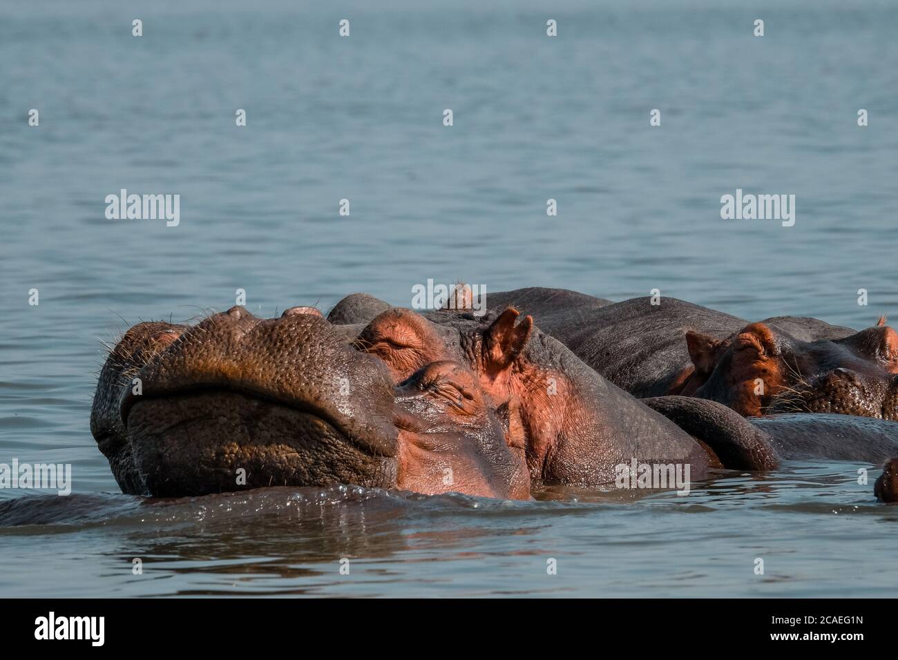 Hippos Hippo Nilpferd Flusspferd Stock Photo