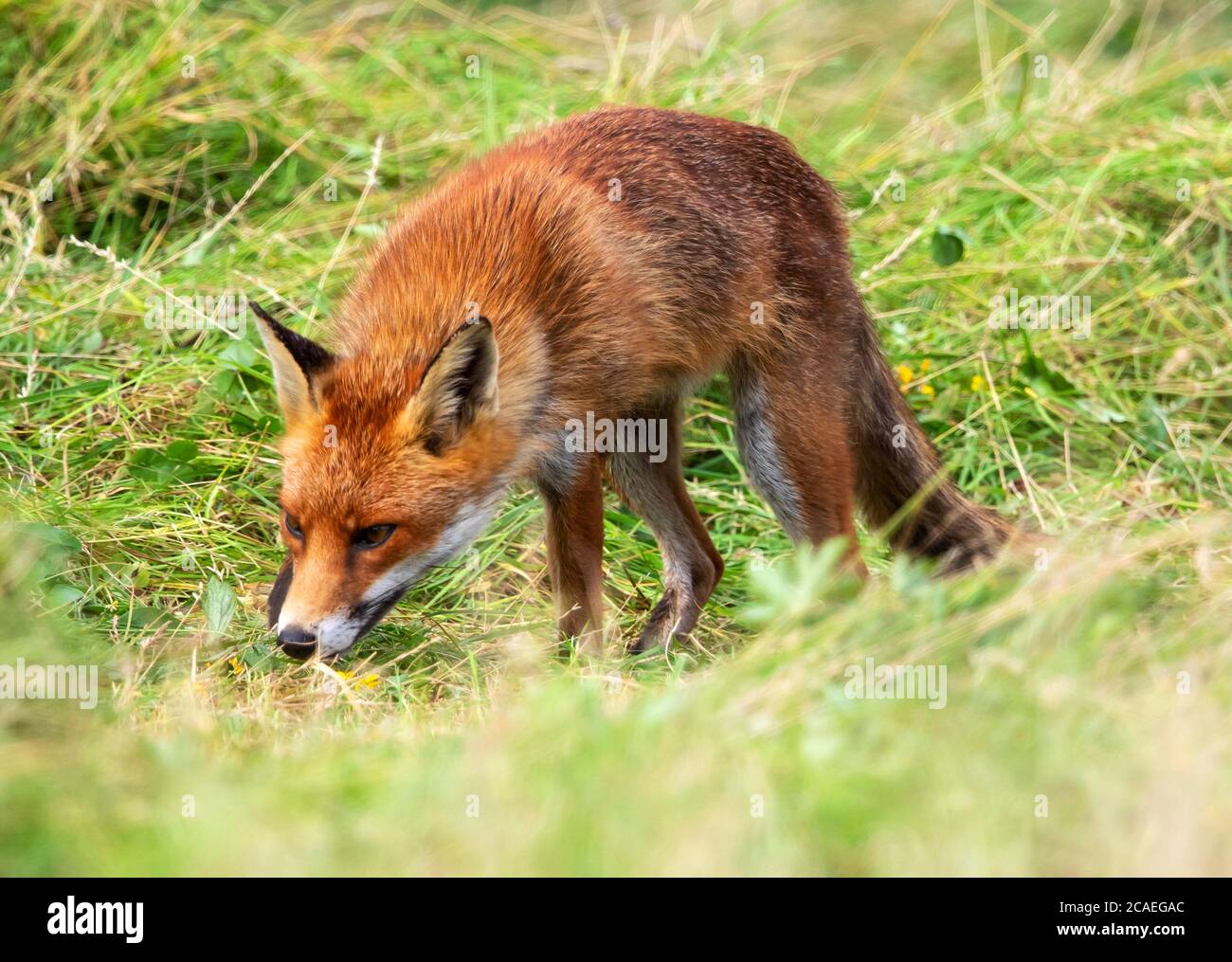 Red Fox hunting in the newly mown hay Stock Photo - Alamy