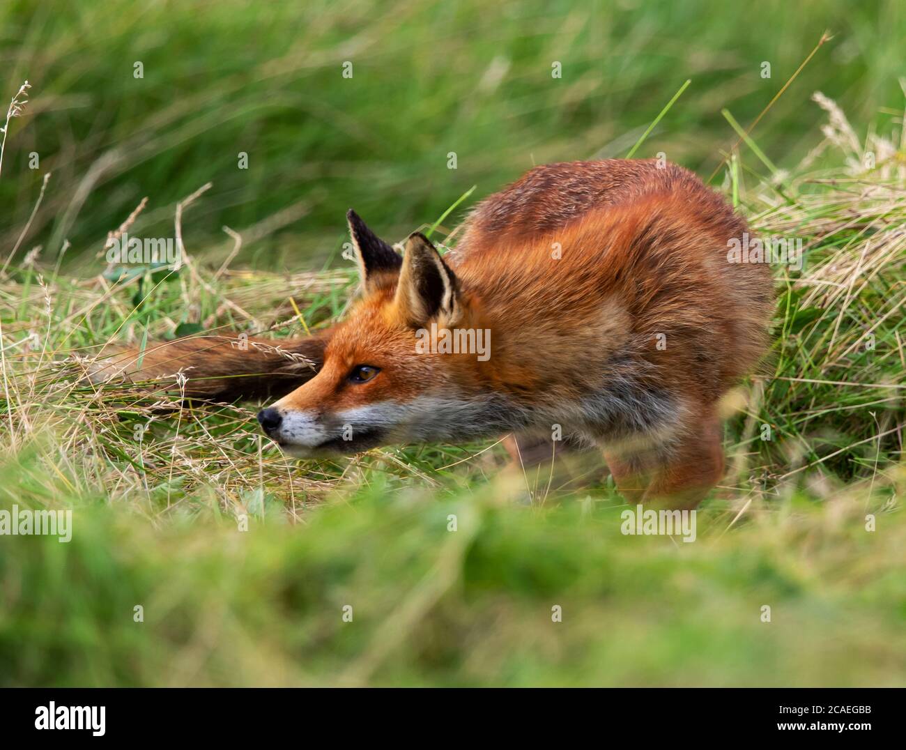 Red Fox hunting in the newly mown hay Stock Photo - Alamy