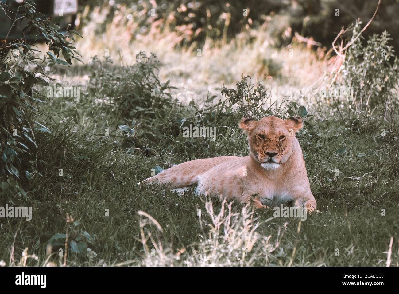 Lion lions after hunting Löwe Stock Photo