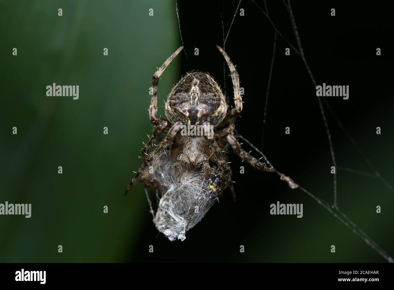 Closeup image of an orb weaver spider (Neoscona mukherjee) Araneidae feeding on other insect Stock Photo