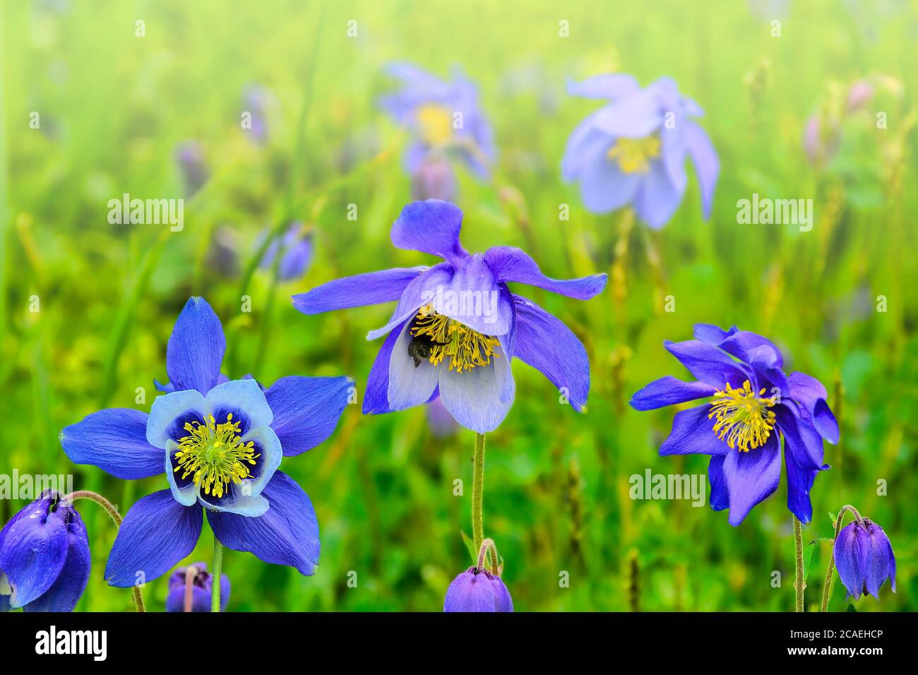 Beautiful blue wildflowers Aquilegia glandulosa close up, growing in alpine weadows of Altai mountains, Russia. Selective focus on flowers. Beauty of Stock Photo