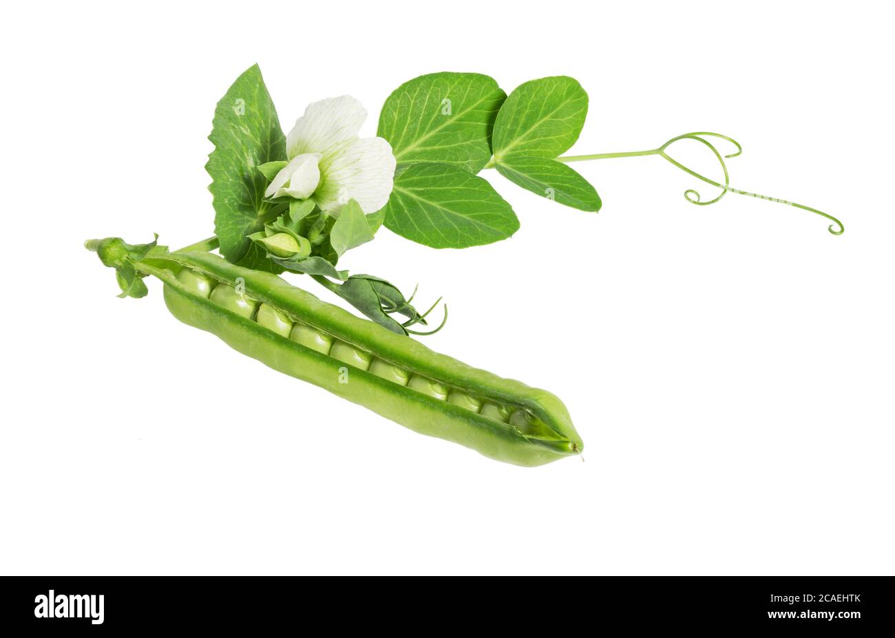 Fresh green pea in the pod with flowers isolated on white background. Green pea flower. Stock Photo