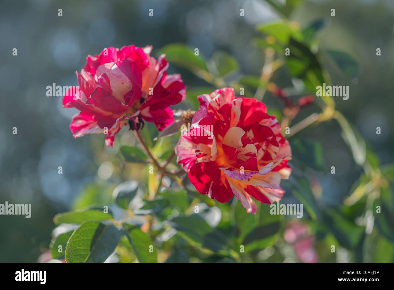 background, beautiful, beauty, bicolor, bicolor flower, bicolored, bloom, blooming, blossom, botanical, botany, branch, bright, bud, buds, bush, close Stock Photo