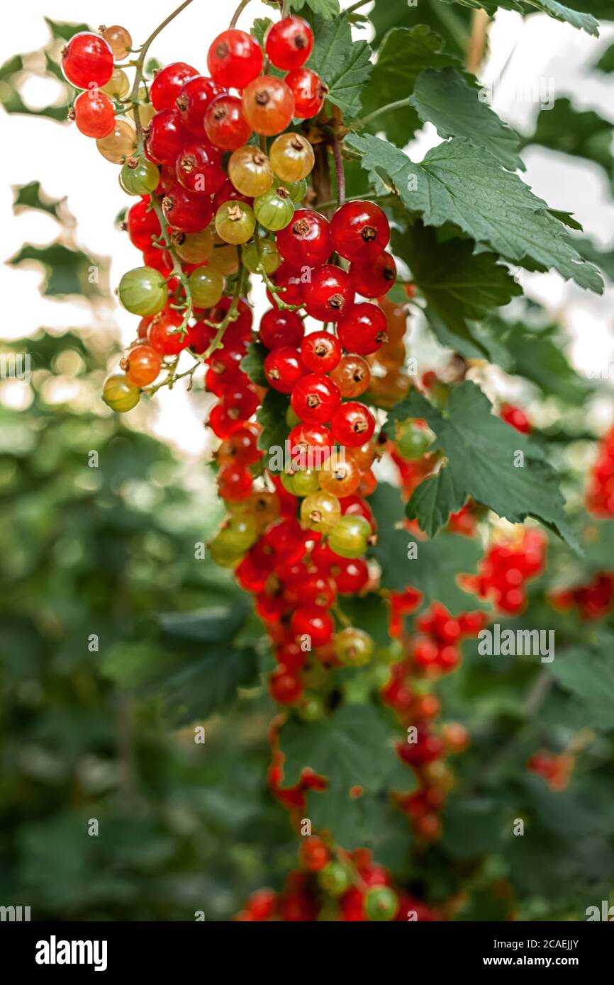 Ripen berries hi-res stock photography and images - Alamy