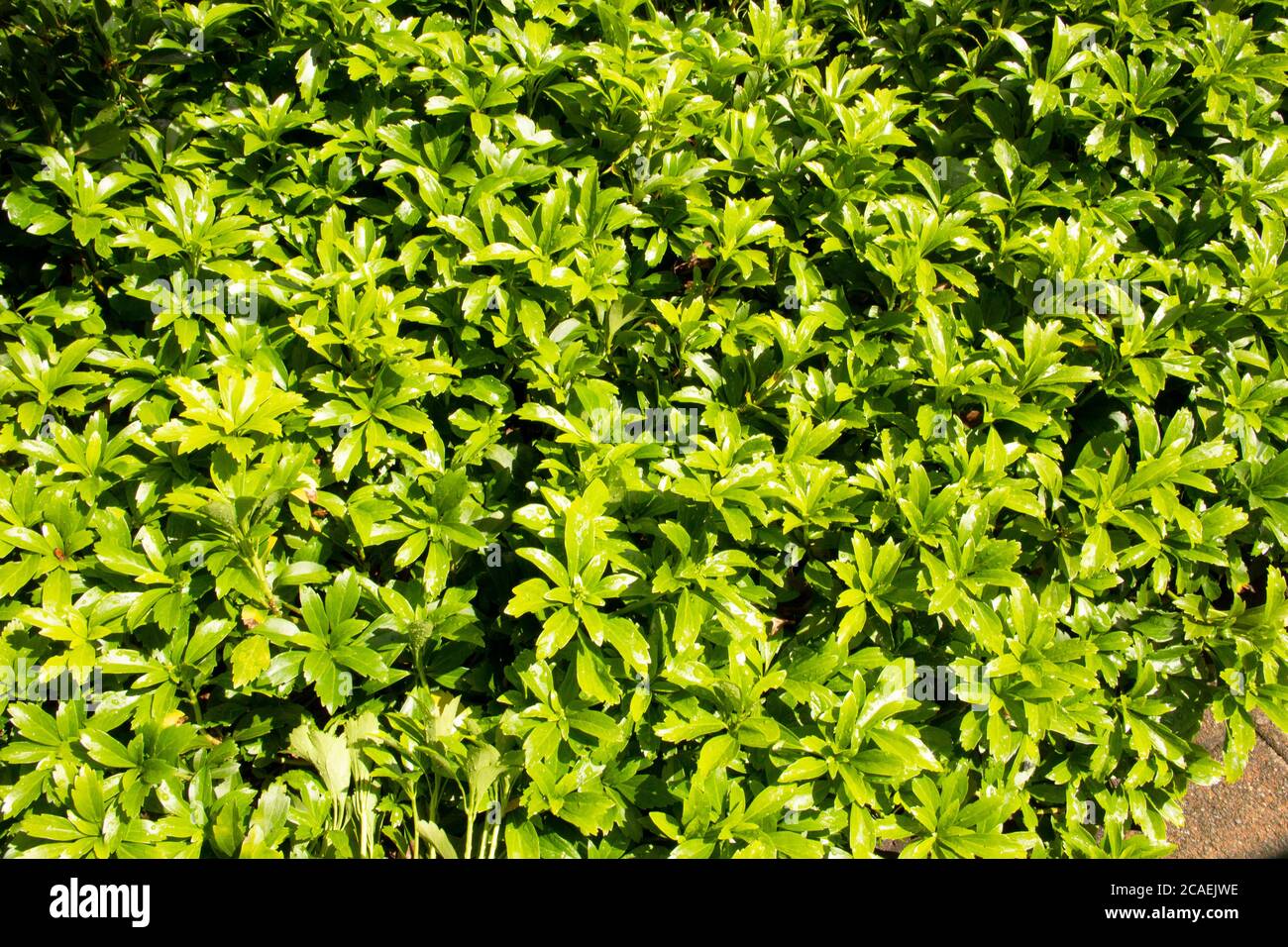 Japanese spurge is a species of the boxwood family. It originally comes from the forests of Japan and China Stock Photo