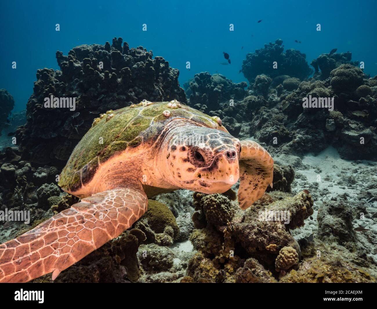 Loggerhead Sea Turtle swim in turquoise water of coral reef - Caribbean Sea / Curacao Stock Photo
