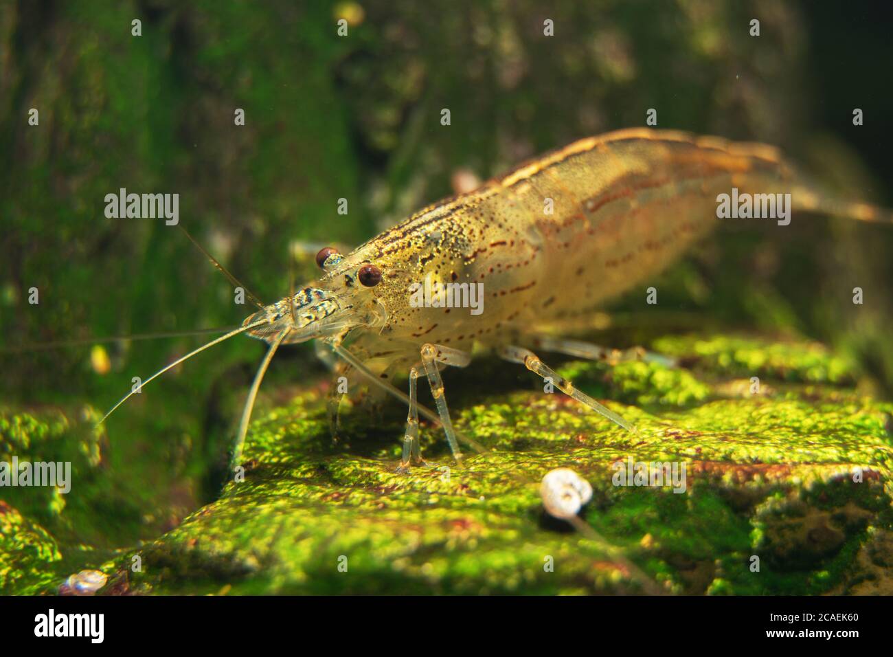 Macro shot of Freshwater Amano shrimp. Caridina multidentata. Stock Photo