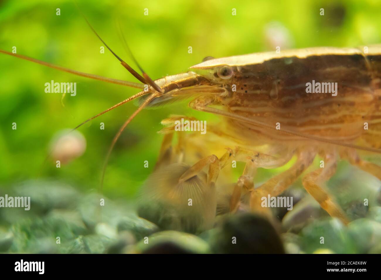 Macro shot of Freshwater Bamboo Shrimp. Atyopsis moluccensis. Stock Photo