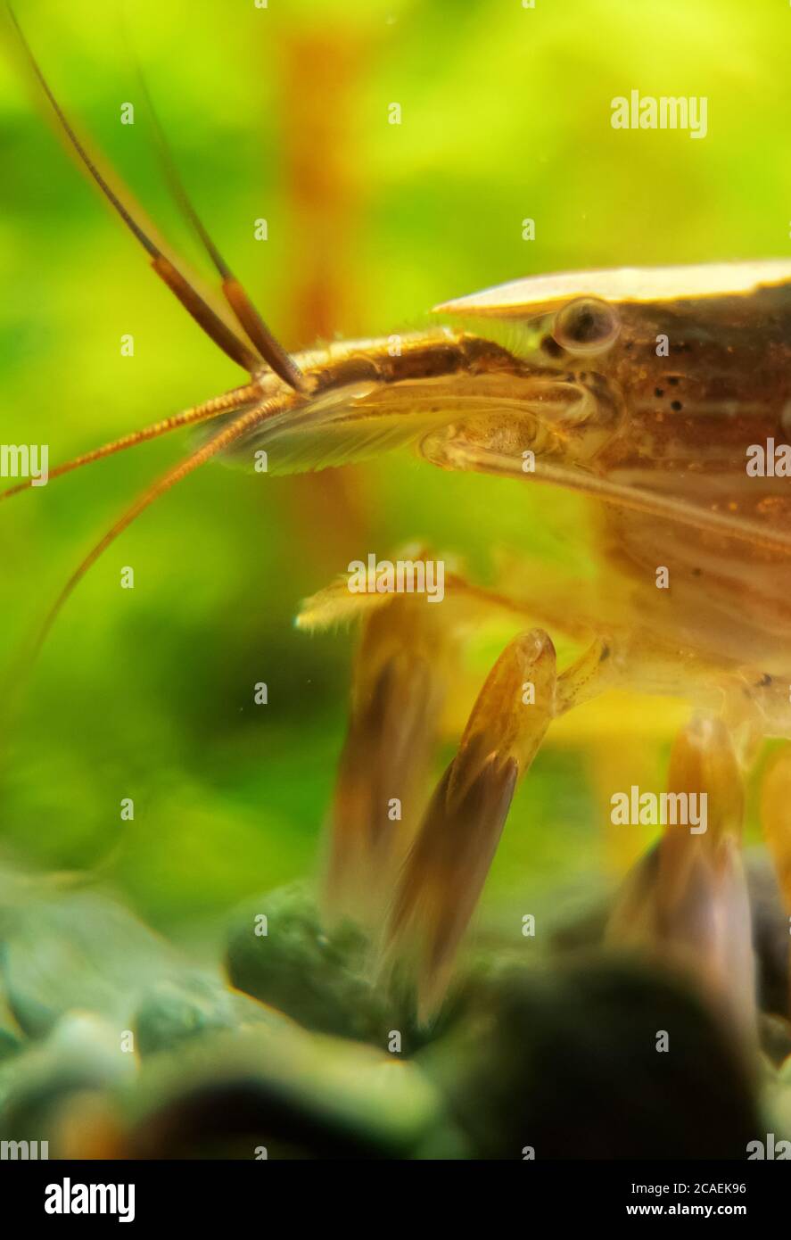 Macro shot of Freshwater Bamboo Shrimp. Atyopsis moluccensis. Stock Photo