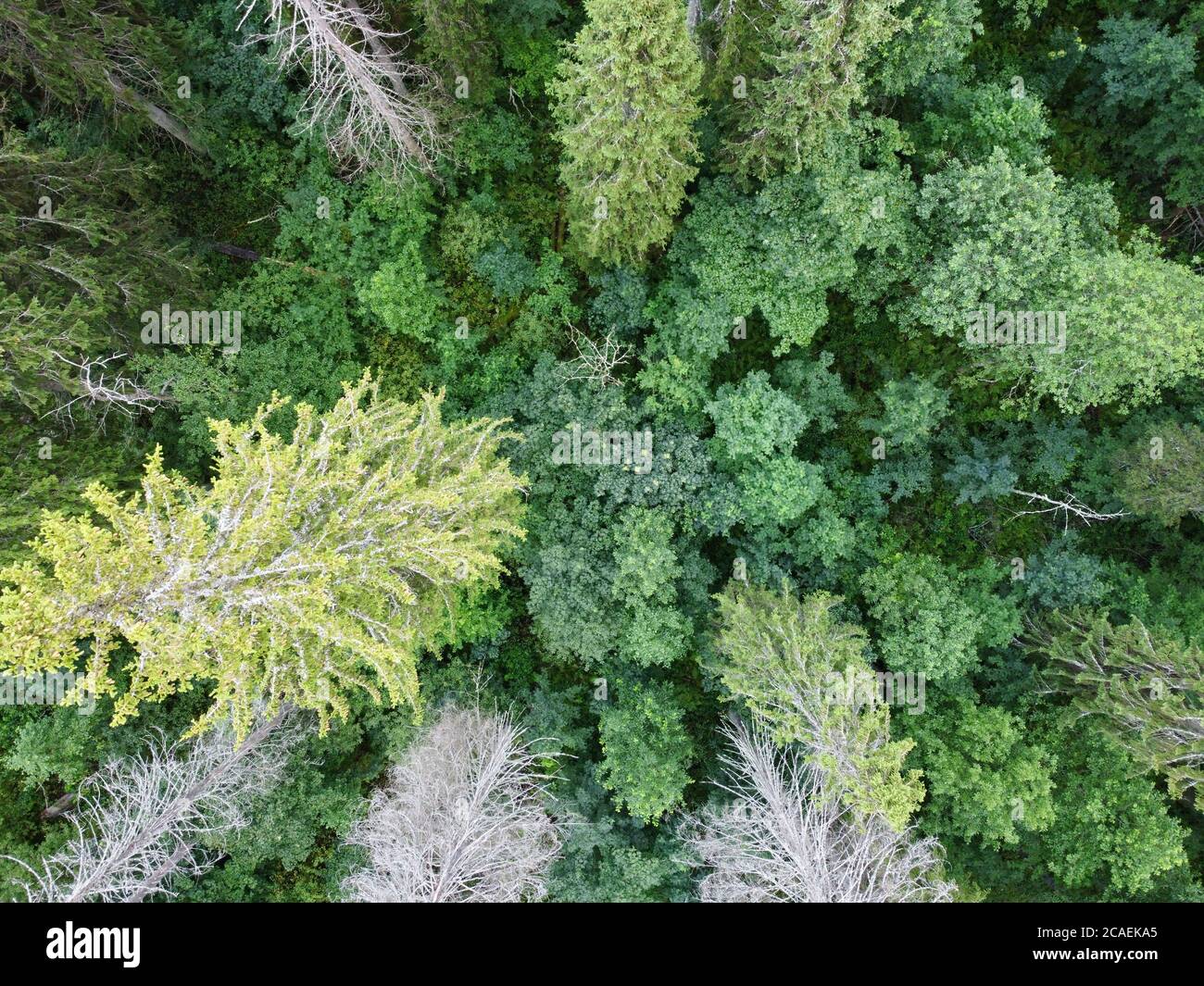 Aerial flight down view green hi-res stock photography and images - Alamy