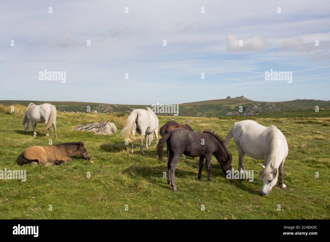 Dartmoor ponies scene #2 Stock Photo